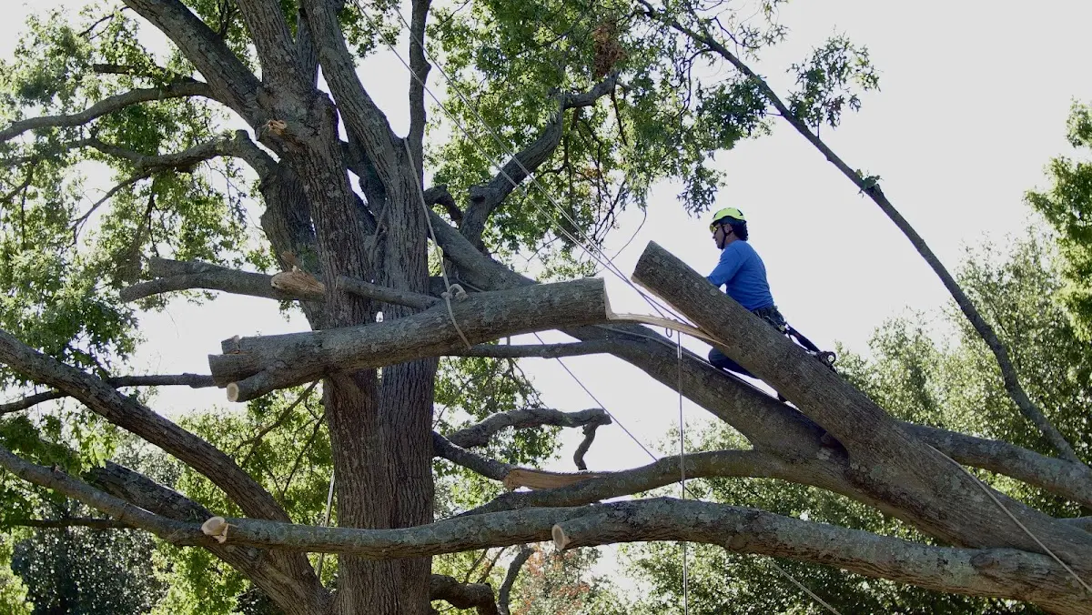 Professional Crown Thinning performed by certified arborists in Fayette